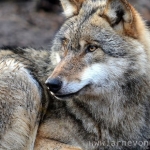 Where To See Wolves In The USA