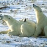 The Essential Guide to Seeing Polar Bears in Canada