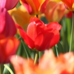 Where to Stop and Smell the Tulips This Month