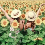 A massive new sunflower festival is coming to the Fraser Valley this August