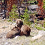 Where to Go Bear Watching in Canada